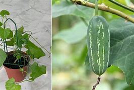 Image result for Ivy Gourd Plant