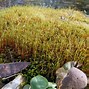 Image result for Moss Habitat