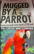 Image result for Parrot Cracker Meme