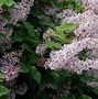 Image result for Syringa patula Miss Kim