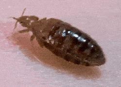 Image result for How Long Can Bed Bugs Live without Food