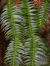 Image result for cunninghamia