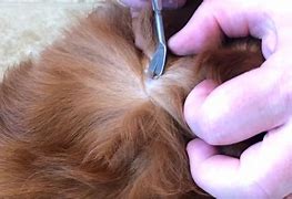 Image result for Green Ticks On Dogs