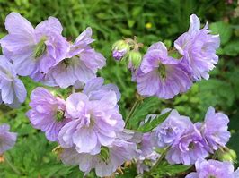 Image result for Geranium pratense ‘Galactic’