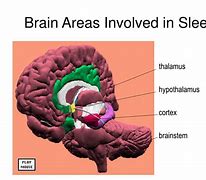 Image result for Sleep Brain