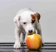 Image result for Clue Dog Apples and Orange