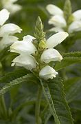 Image result for Chelone obliqua Alba