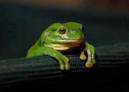 Image result for A Sad Frog