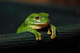Image result for Sad Frog with a Bow Tie