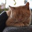Image result for Pail Ginger Cat