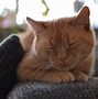 Image result for Cat Ginger Jawline