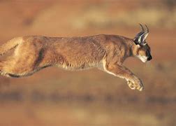 Image result for Caracal Full Body