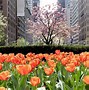 Image result for Landscaping with Tulips
