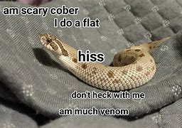 Image result for Flying Snake Meme