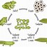 Image result for Frog Life Cycle Coloring Sheet