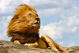 Image result for Lion Mane Wind