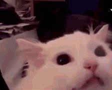 Image result for Swag White Cat GIF