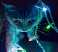 Image result for Savage Cat Galaxy Wallpaper