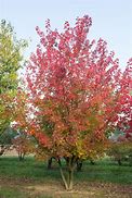 Image result for Acer rubrum October Glory