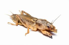Image result for Mole Cricket in CT