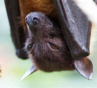 Image result for Baby Bats 4K