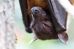 Image result for Bat Nature Photography HD