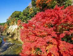 Image result for Autumn Leaves in Tokyo