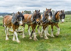 Image result for 4 Horses