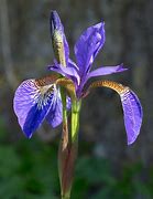 Image result for iris flower