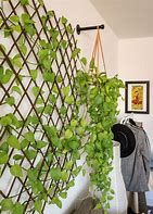 Image result for Vines On House Walls