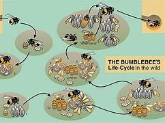Image result for Bee Life Cycle Insect