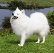 Image result for Cheapest Dog Breeds in Pondicherry