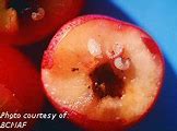 Image result for "apple-curculio"