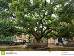 Image result for Tokyo University Gate Tree