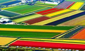 Image result for Netherlands Rainbow Fields