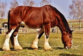 Image result for North American Horse Breeds