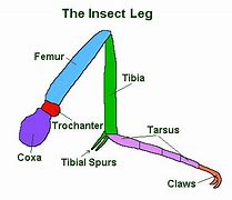 Image result for 1 Cubic Foot of Insects