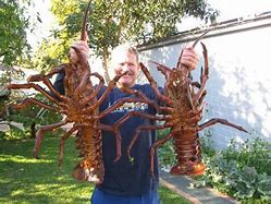 Image result for World Record Lobster
