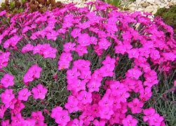 Image result for Dianthus Babi Lom