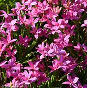 Image result for Rhodoxis hybrida Hebron Farm Pink