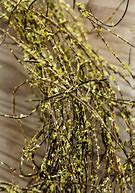 Image result for Angel Hair Moss