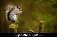 Image result for Squirrel Jokes