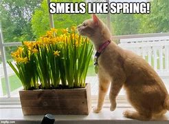 Image result for Flower Cat Meme