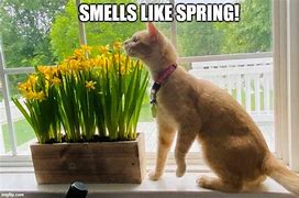 Image result for Cat Smell Meme