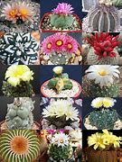 Image result for Rare Cactus Types