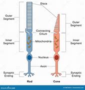 Image result for Eye Anatomy Rods and Cones