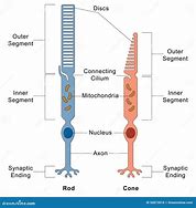 Image result for Rods and Cones in Eye Diagram