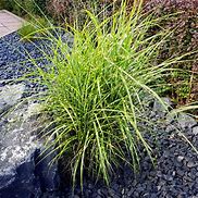 Image result for Miscanthus sinensis Strictus Dwarf