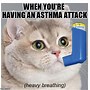 Image result for Heavy Breather Cat Meme