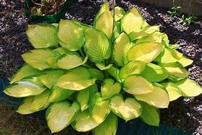 Bildergebnis für Hosta Gold Standard